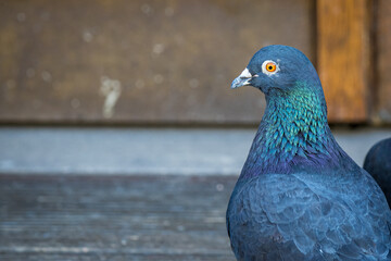 horizontal image of a gray colored pigeon (columba livia domestica) with orange eye, green shimmering neck and copy space at the left side, bird also known as called feathered rat or sky rat
