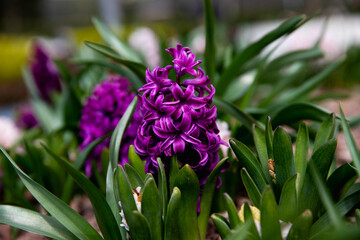Hyacinths in the garden