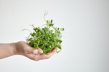Fototapeta na wymiar Hand with pea microgreens shoots on gray background. Fresh micro greens in female hand