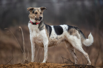 Young mixed breed shepherd dog funny portrait