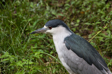 bird perched on the ground