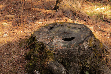 tree stump in green moss, spring