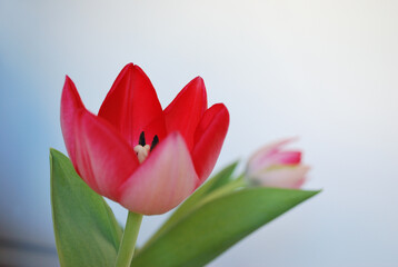 Fototapeta premium Spring tulip