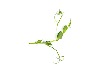 Microgreens pea isolated on white. Fresh micro greens pea shoots
