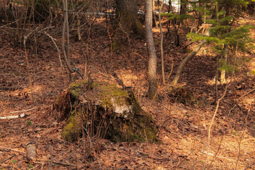 tree stump in green moss