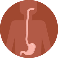 Human Anatomy Icon. Vector Illustration