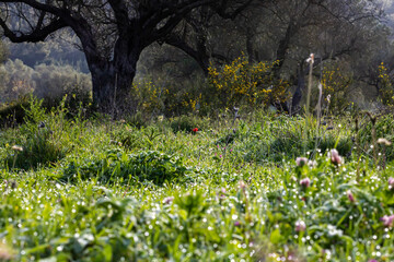 flowers in the meadow
