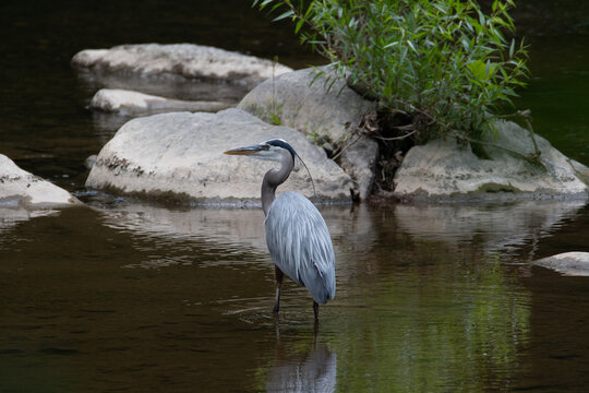 Blue Heron in stream