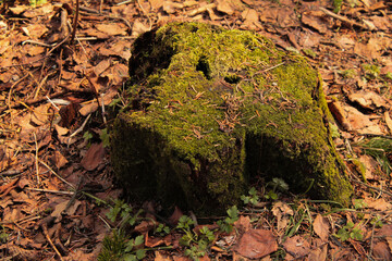 tree stump in green moss, spring