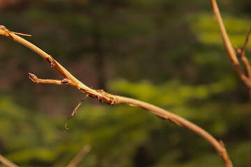 brown tree branch with bud, spring forest