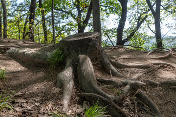 tree stump