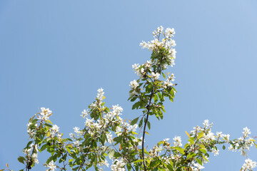 pearlbush