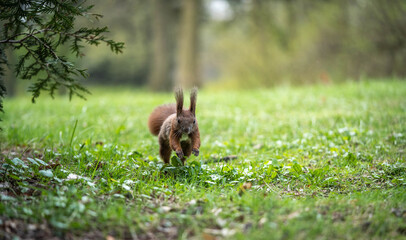 squirrel runs on a fabulous lawn, spring day