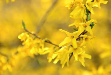 Blooming Forsythia Intermedia