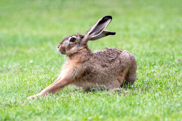 Naklejka na ściany i meble Brown hare stretches itself preparing to run away