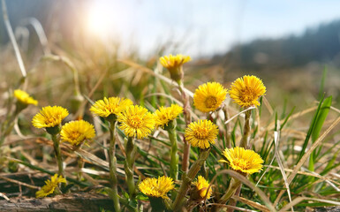 Obraz premium Coltsfoot flowers (Tussilago farfara) on sunny meadow. early spring season. beautiful first spring seasonal yellow coltsfoot flowers
