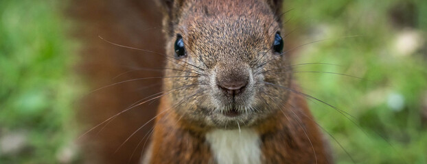 curious squirrel face at close range, selective focus