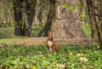 curious squirrel stands on its hind legs