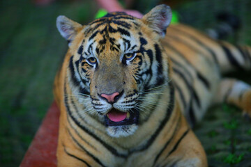 view of a tiger in Thailand