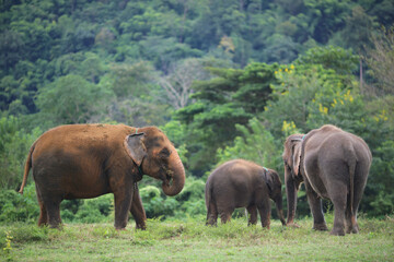 Fototapeta na wymiar Family of elephants in the jungle