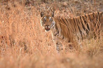 Eye level photograph of female tiger while she was staring at Bandhavgarh national park