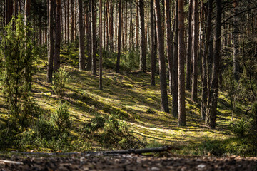 Fototapeta premium fabulous forest covered with lush green moss