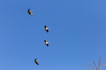A flock of white egrets flying in the sky Bright blue background White bird with black wings