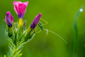 flower in the garden