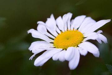 Obraz premium Macro Shot of white daisy flower in sunlight.