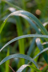 Close-up Beautiful morning dew drops on green grass. Looking fresh, lively.