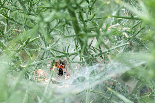 A 3 shot HDR close up image of a Labyrinth Spider, Angelena labyrinthica, at it's web, Heysham Nature Reserve, Lancashire, England