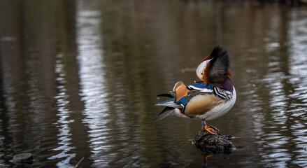 mandarin duck resting among the lake, spring day
