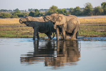 Fototapeta premium Elephants on the banks of Chobe River in Chobe National Park of Botswana, Southern Africa.