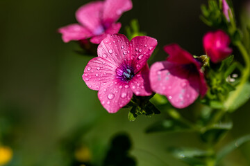 Obraz premium close up of pink flowers