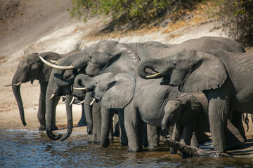 Elephants on the banks of Chobe River in Chobe National Park of Botswana, Southern Africa.