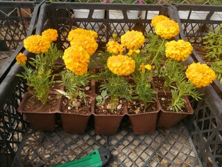 fragrant and colorful spring flowers