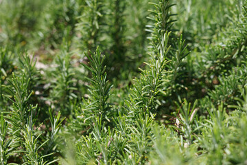 Fresh spicy herbs. Green rosemary grows like a weed.