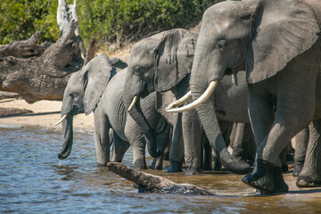Elephants on the banks of Chobe River in Chobe National Park of Botswana, Southern Africa.