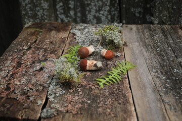 aspen mushrooms young on a wooden background