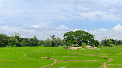 Fototapeta na wymiar Beautiful paddy field greenery landscape view in Hambantota. dry zone in down south.