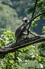 Tufted Gray Langur monkeys on a tree branch, are near-threatened species in Sri Lanka. has a black face and a long tail.