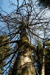 Fototapeta premium arbre sans feuilles