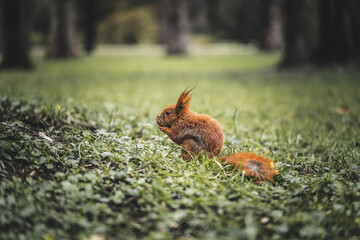 squirrel eats a nut on a beautiful lawn