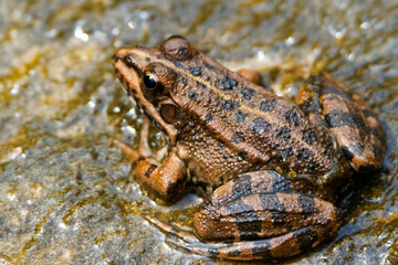 rana comun
