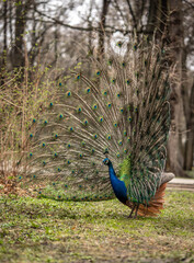 Obraz premium peacock with an open bushy tail is turned to the left