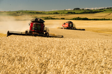 Obraz premium agriculture