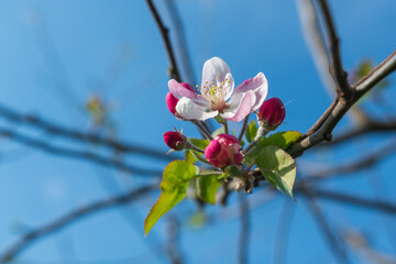 Blüte am Apfelbaum im Frühling