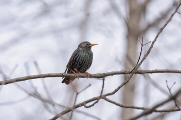 Starling(Sturnus vulgaris) sitting on the grass