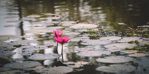 Isolated pair of water lily flowers in a natural pond near Jaya Sri Maha Bodhi car park.