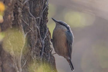 Eurasian Nuthatch Sitta europaea sitting on a tree branch.